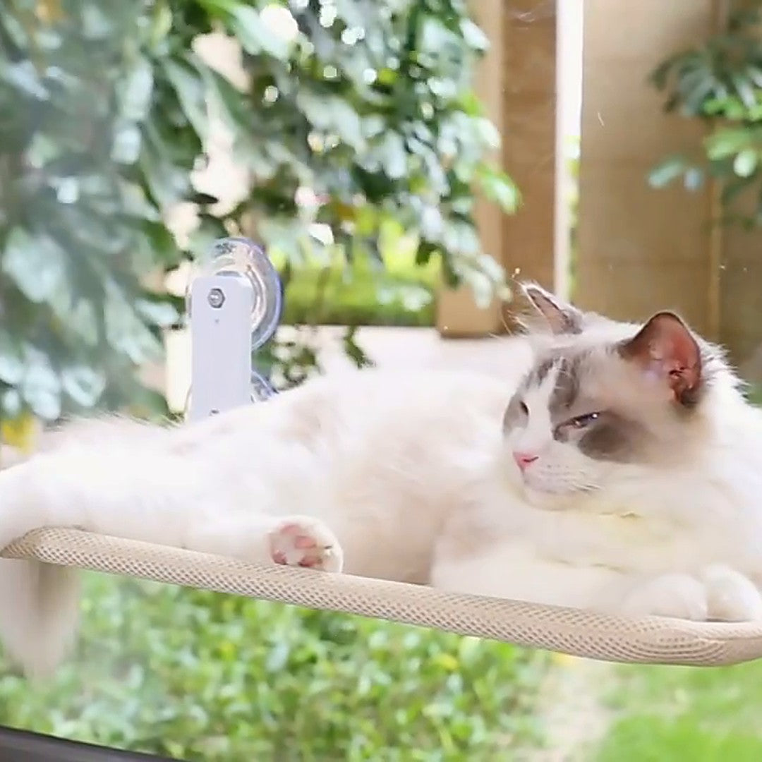 Katt vilar i beige fönstersäng monterad med sugkoppar
