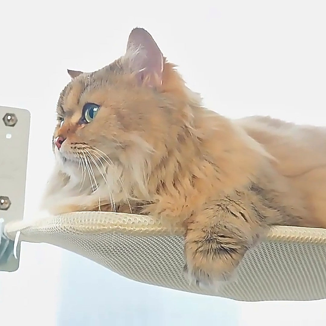 Långhårig katt ligger i beige fönstersäng