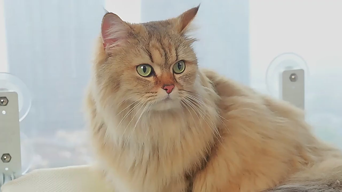 Video: katt använder fönstersängen