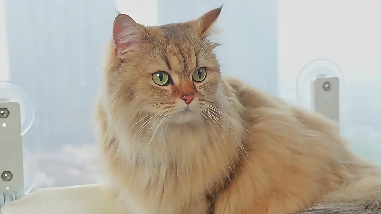 Video: katt använder fönstersängen